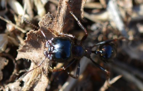 Messor wasmanni